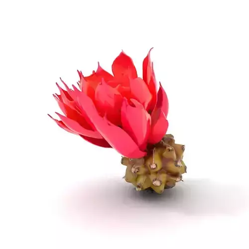 Red Blooming Cactus model pack