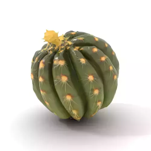 Round Cactus model pack