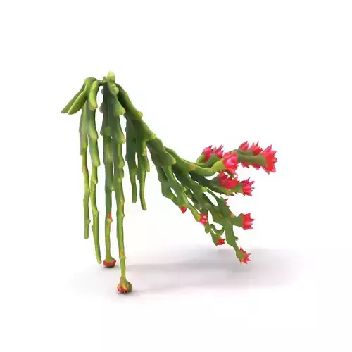 Vibrant Cactus Bloom model pack