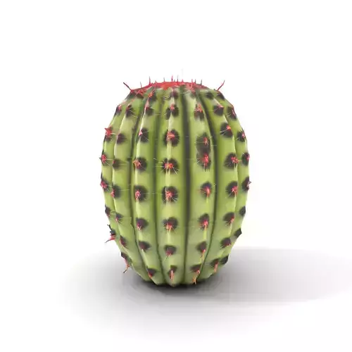 Prickly Cactus Plant model pack Low-poly 3D model
