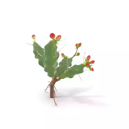 Vibrant Cactus Flower model pack