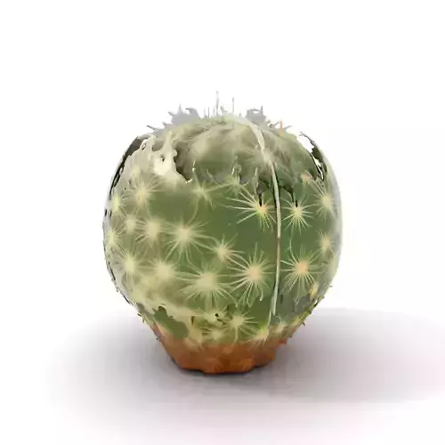 Spiky Green Cactus model pack