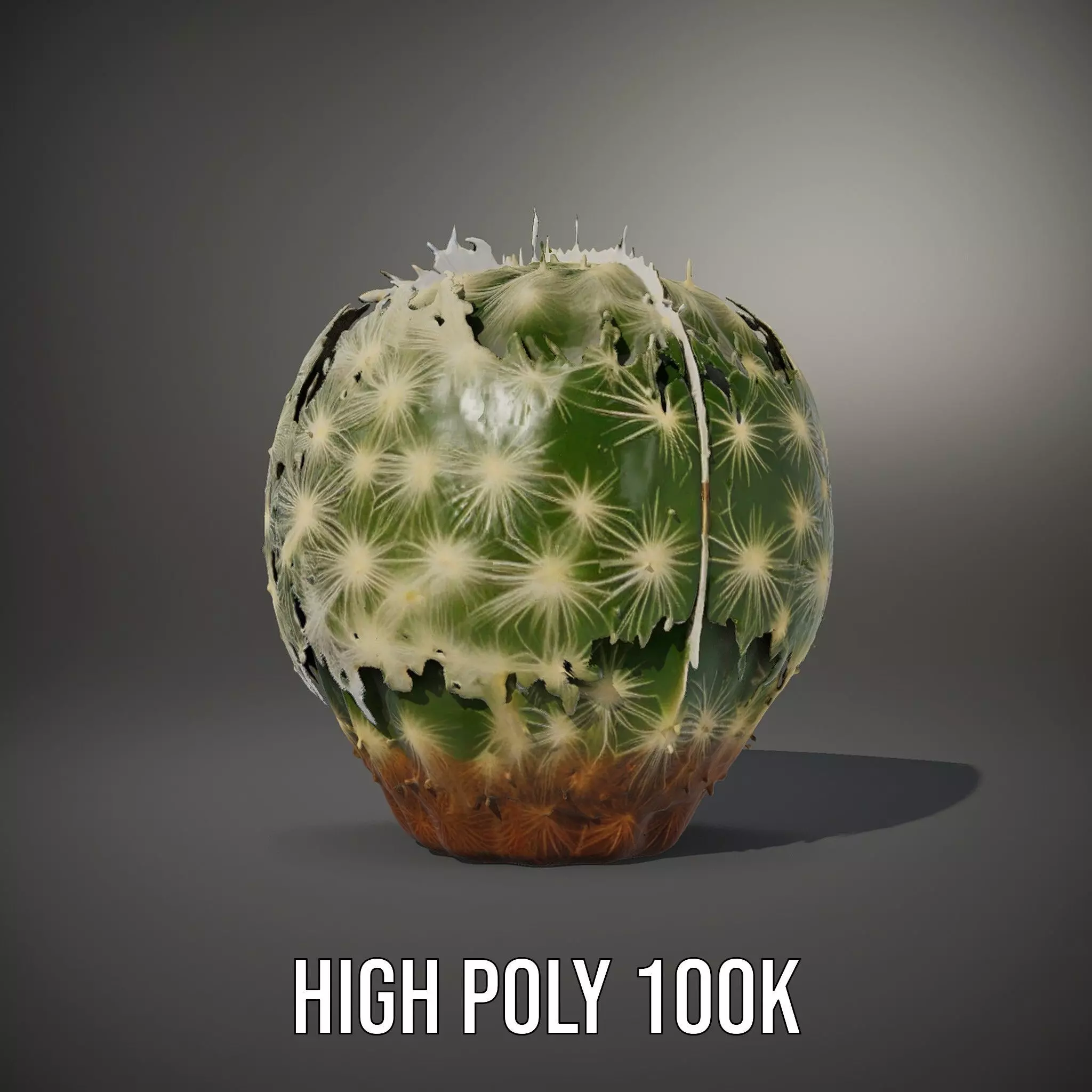 Spiky Green Cactus model pack Low-poly 3D model_8