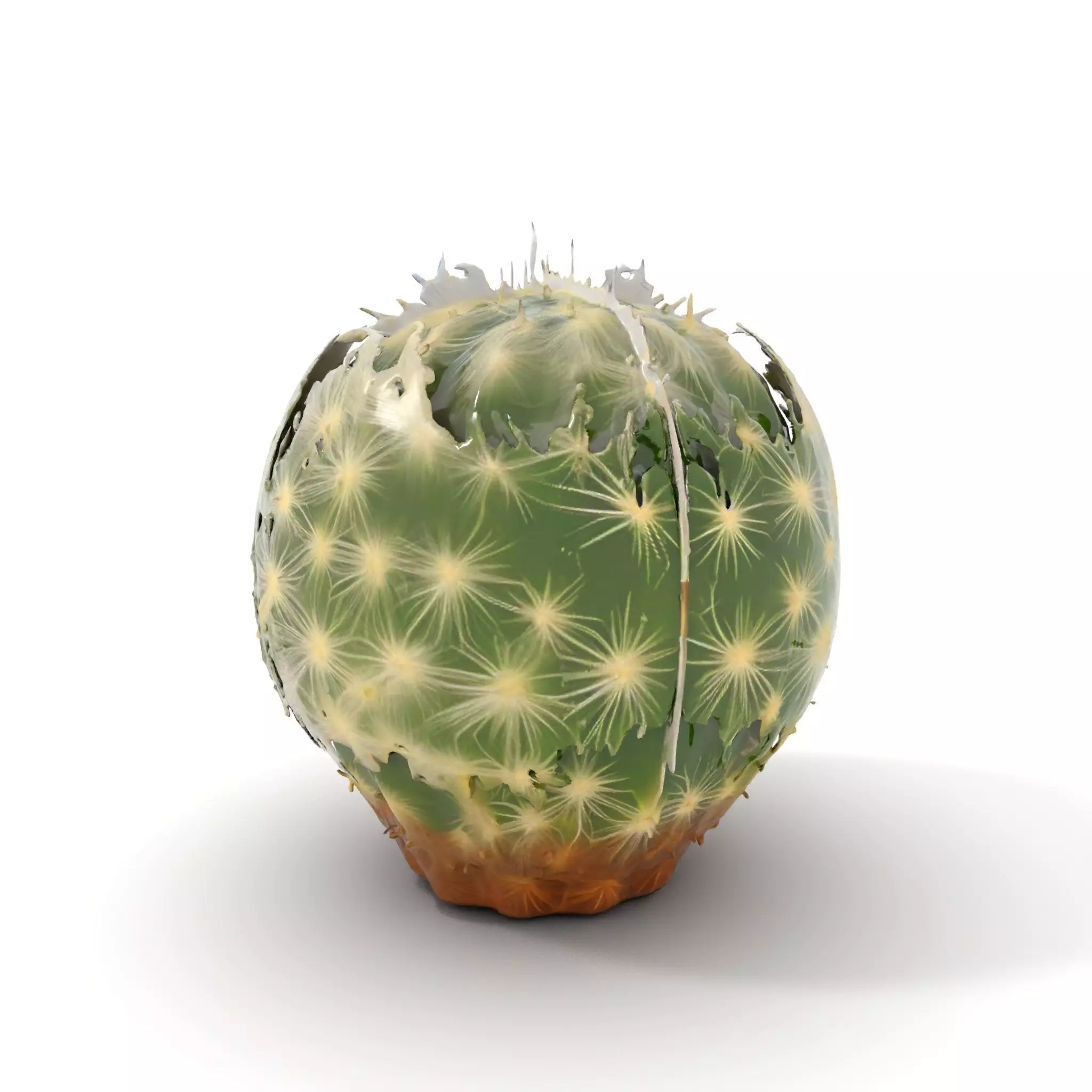Spiky Green Cactus model pack Low-poly 3D model_14