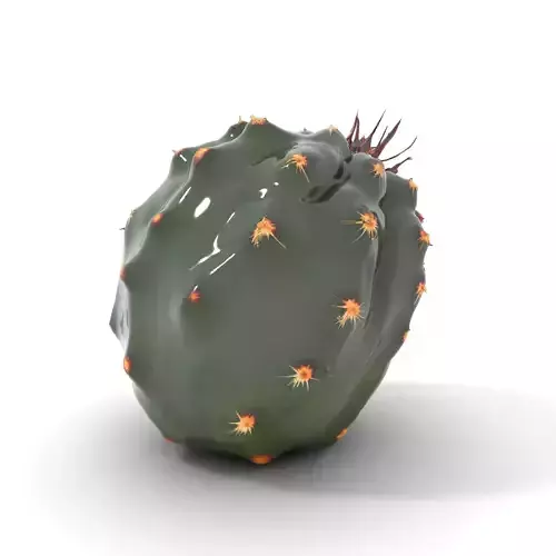 Prickly Cactus Ball model pack Low-poly 3D model