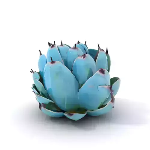 Blue Agave Plant model pack Low-poly 3D model