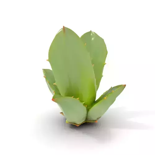 Agave Plant Decorative model pack Low-poly 3D model