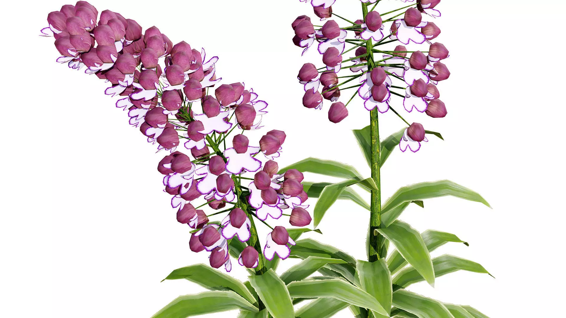 British Lady Orchid Plants Pack Low-poly 3D model_3