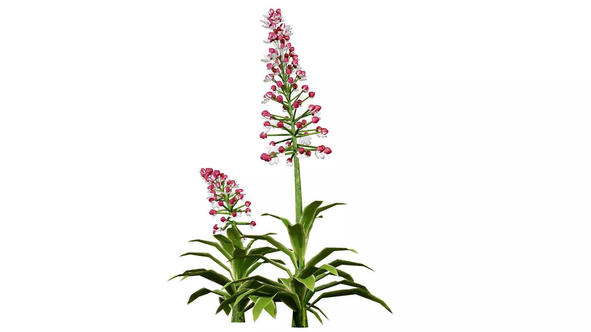 British Lady Orchid Plants Pack Low-poly 3D model_4