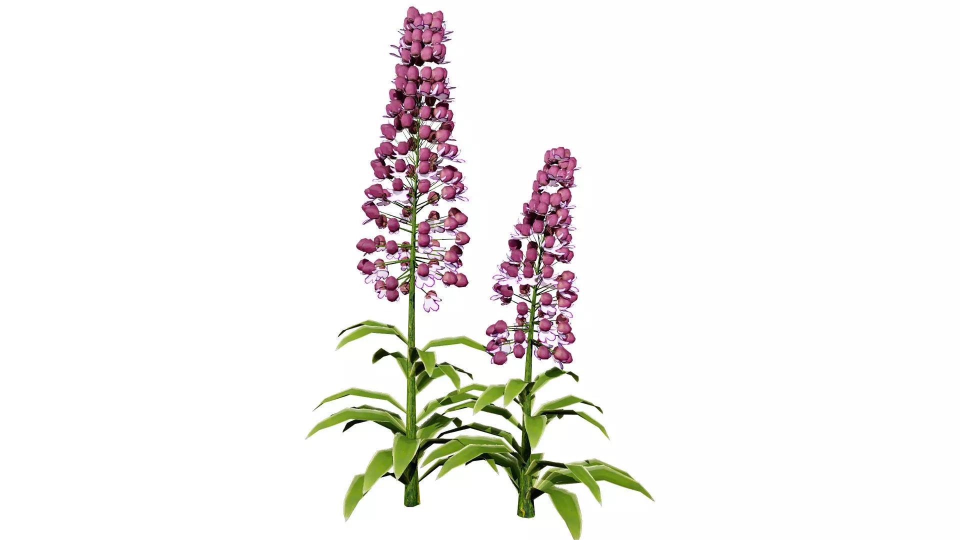 British Lady Orchid Plants Pack Low-poly 3D model_2