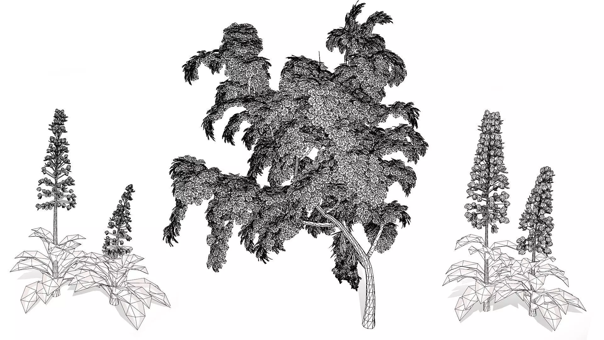 British Lady Orchid Plants Pack Low-poly 3D model_10