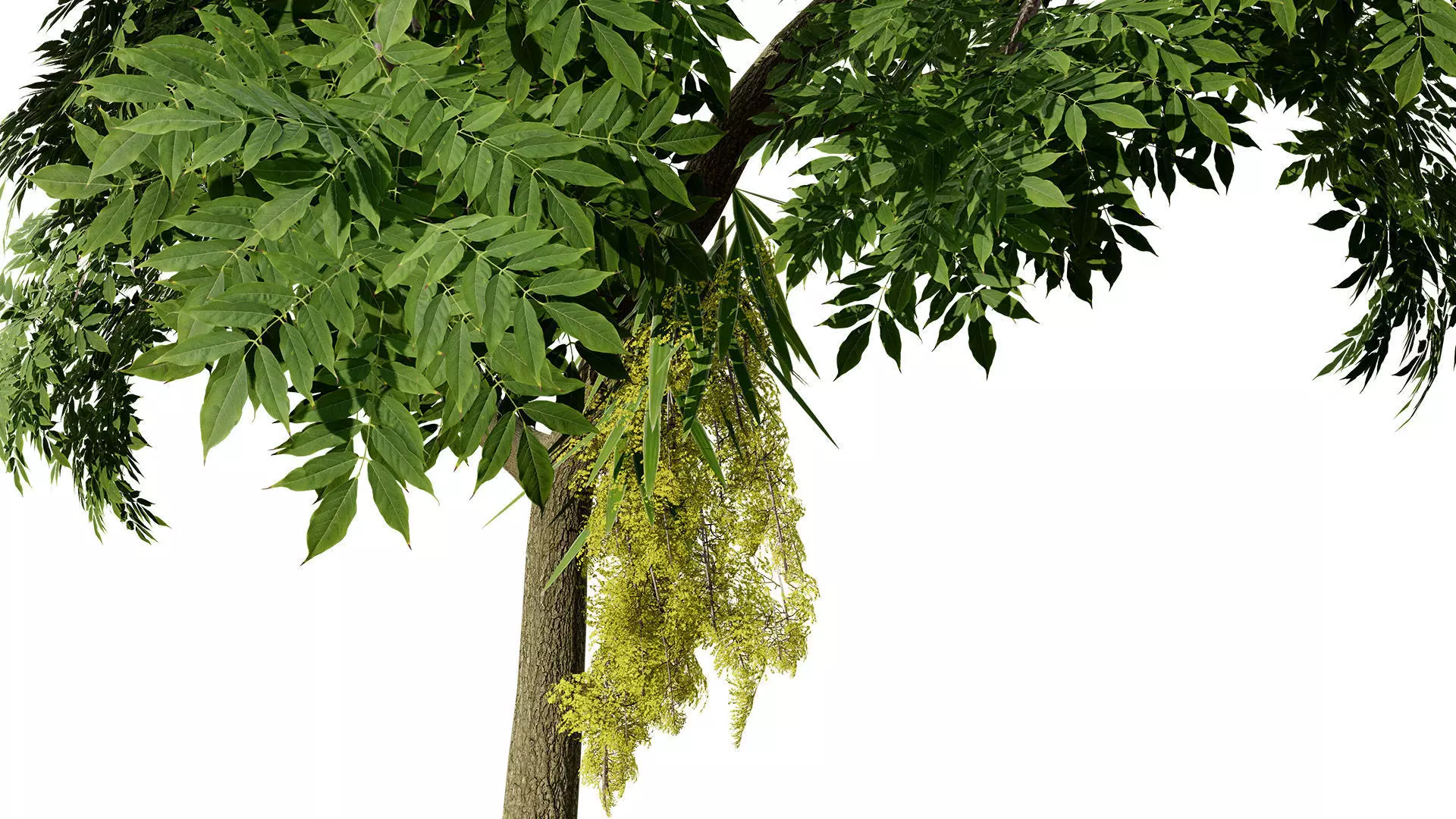 British Lady Orchid Plants Pack Low-poly 3D model_7