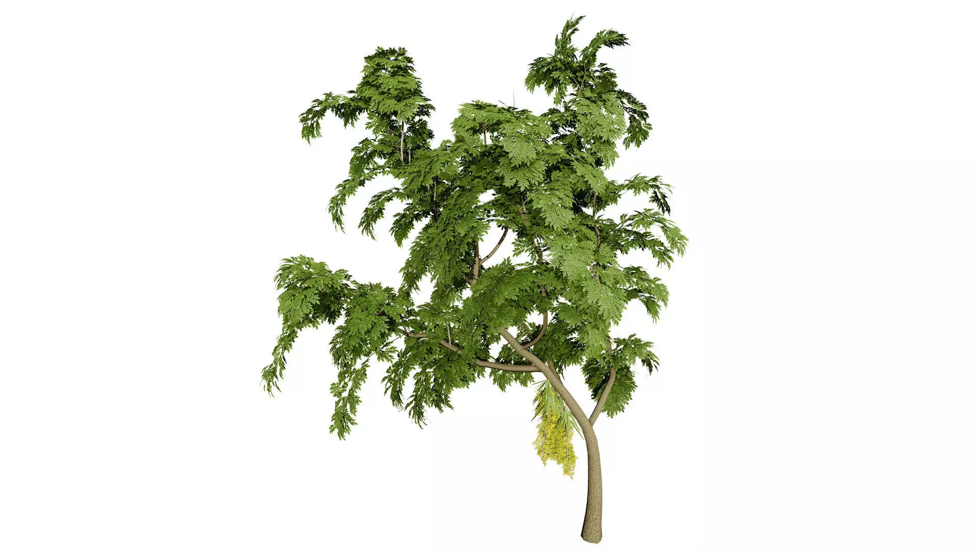 British Lady Orchid Plants Pack Low-poly 3D model_6