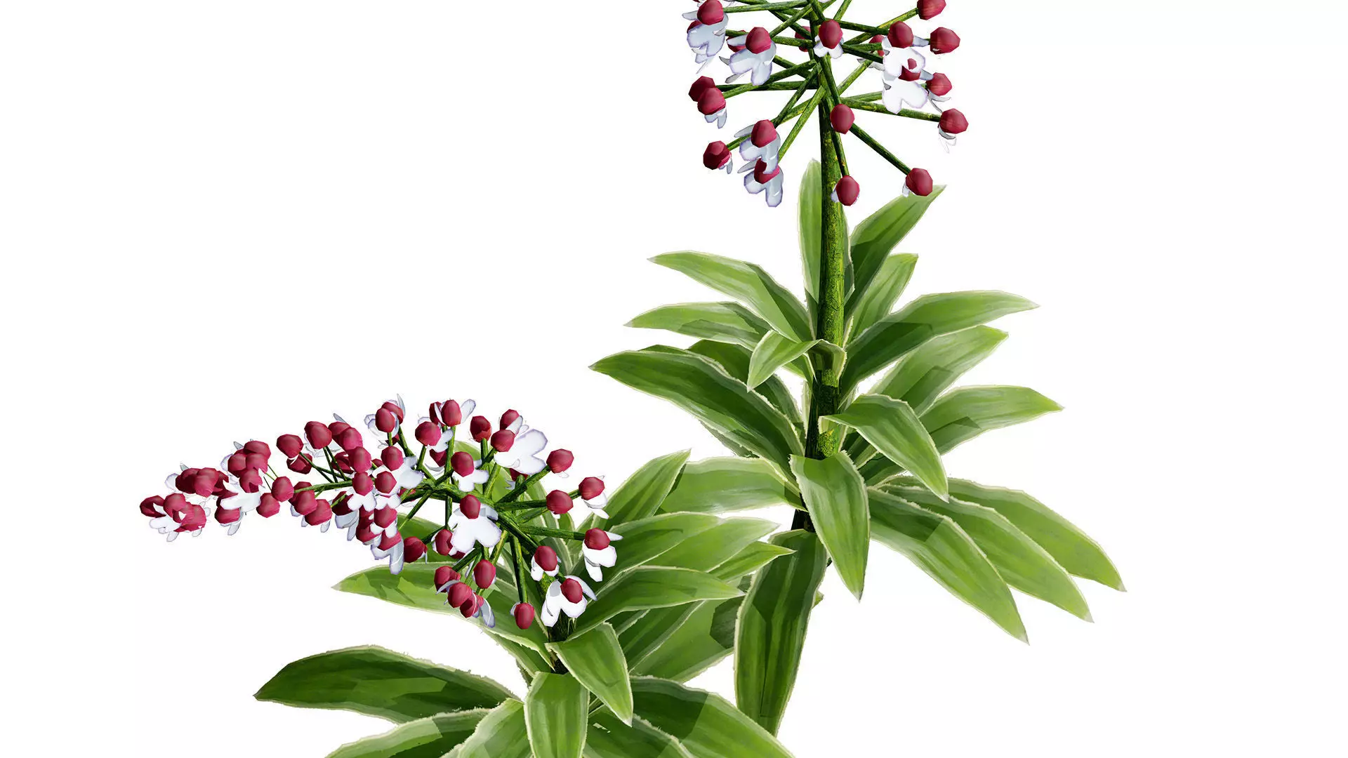 British Lady Orchid Plants Pack Low-poly 3D model_5