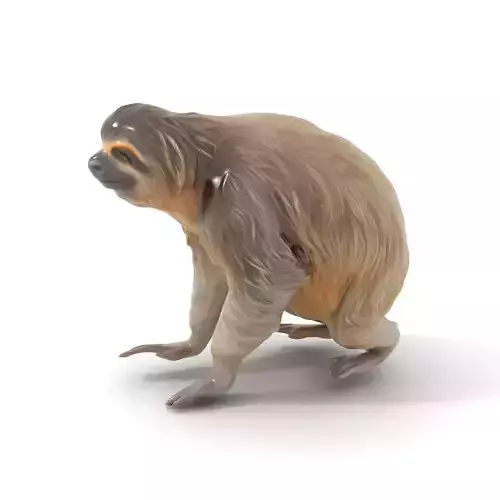 Realistic Sloth Fur model pack Low-poly 3D model