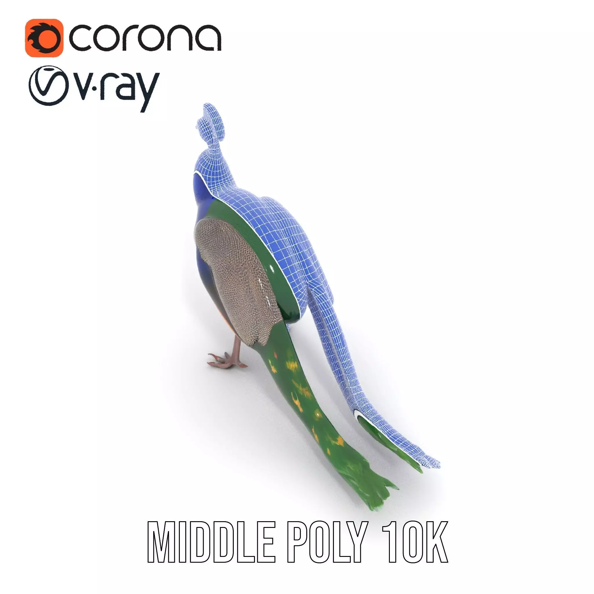 Vibrant Peacock Elegance model pack Low-poly 3D model_24