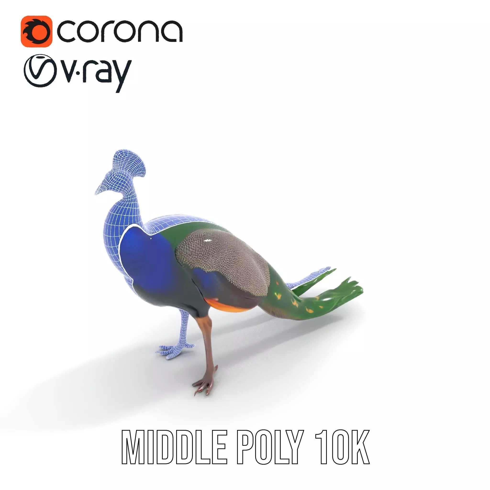Vibrant Peacock Elegance model pack Low-poly 3D model_21