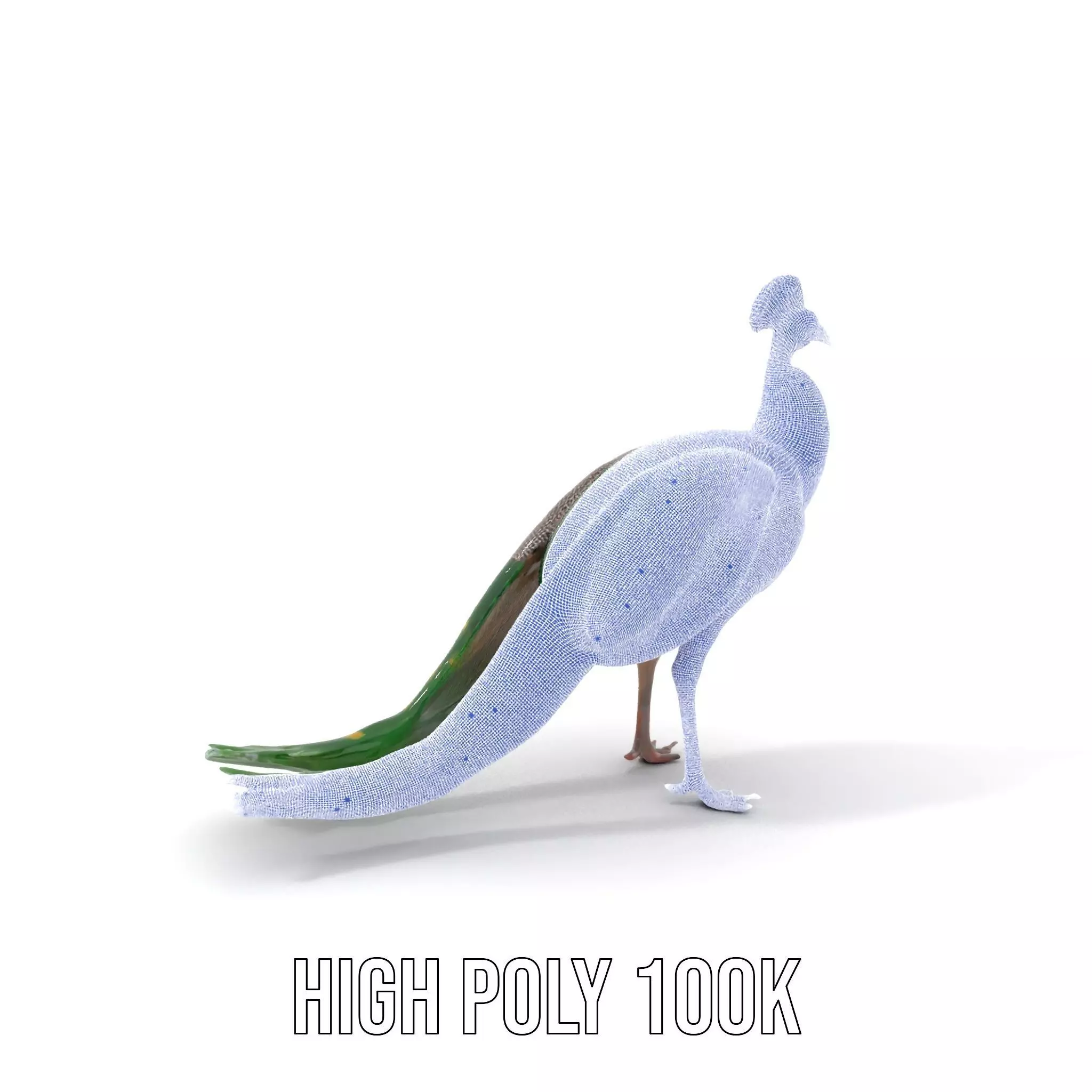 Vibrant Peacock Elegance model pack Low-poly 3D model_4