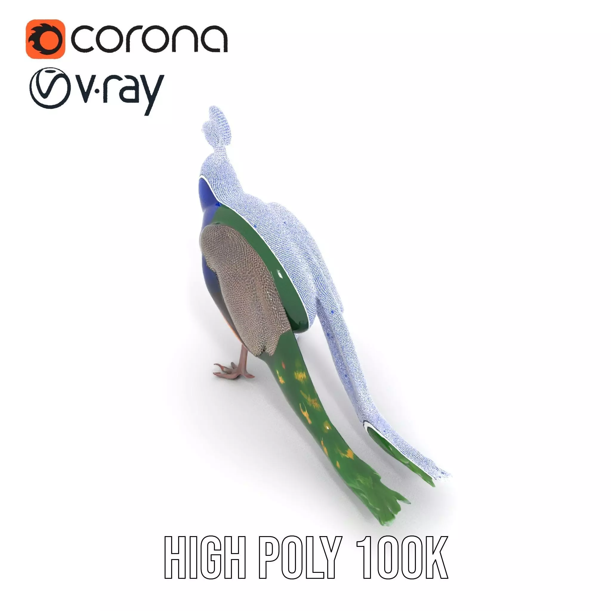 Vibrant Peacock Elegance model pack Low-poly 3D model_26