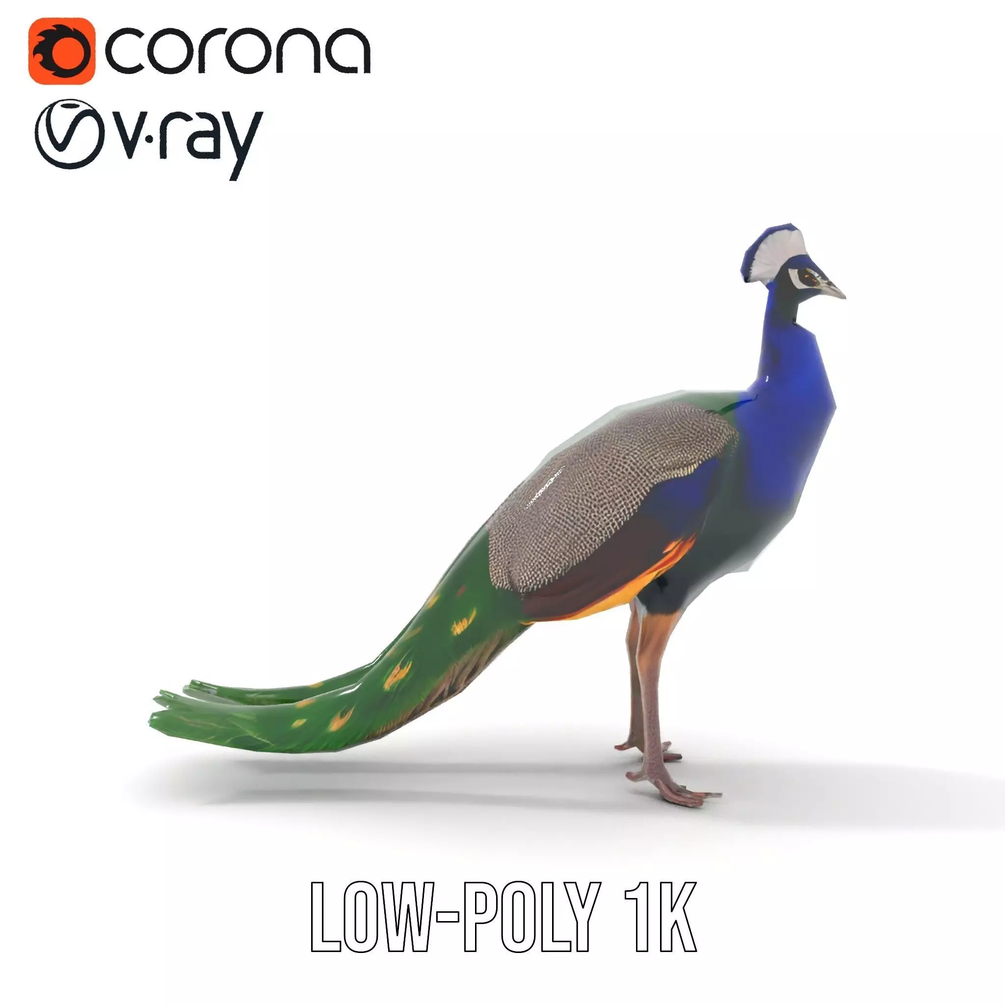 Vibrant Peacock Elegance model pack Low-poly 3D model_30