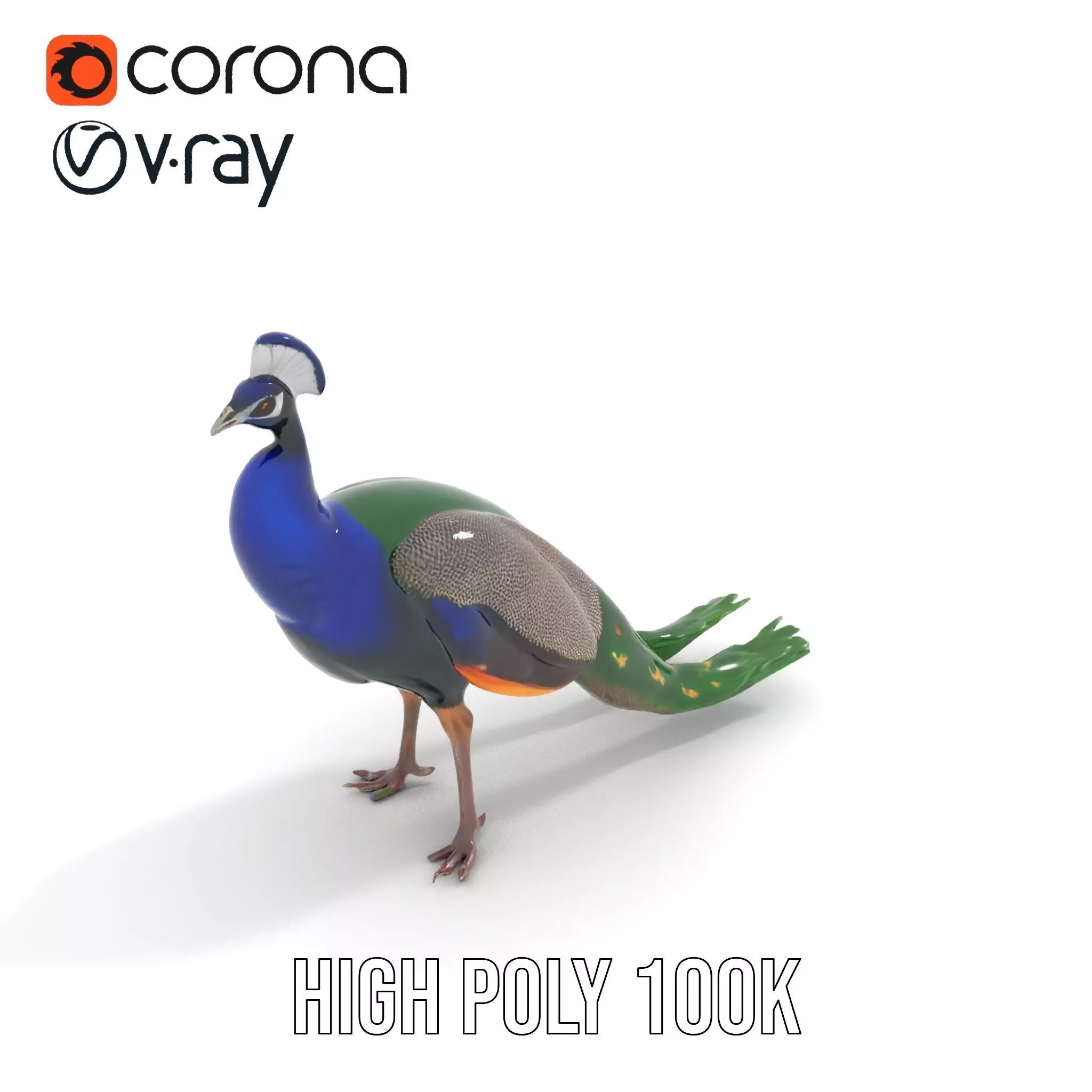 Vibrant Peacock Elegance model pack Low-poly 3D model_23