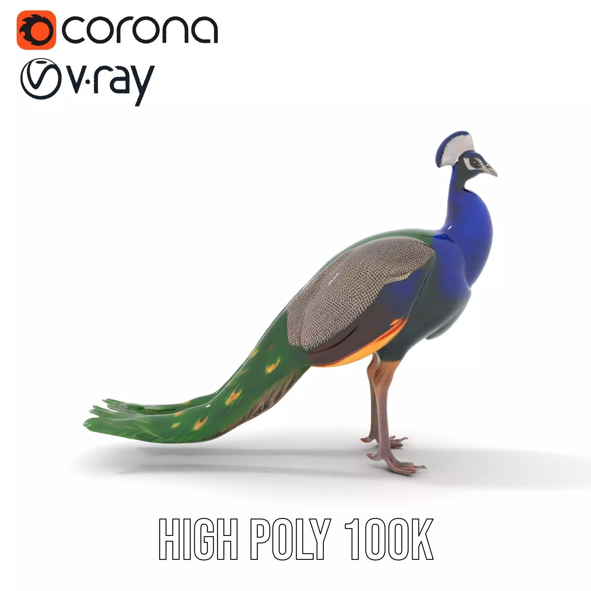 Vibrant Peacock Elegance model pack Low-poly 3D model_20