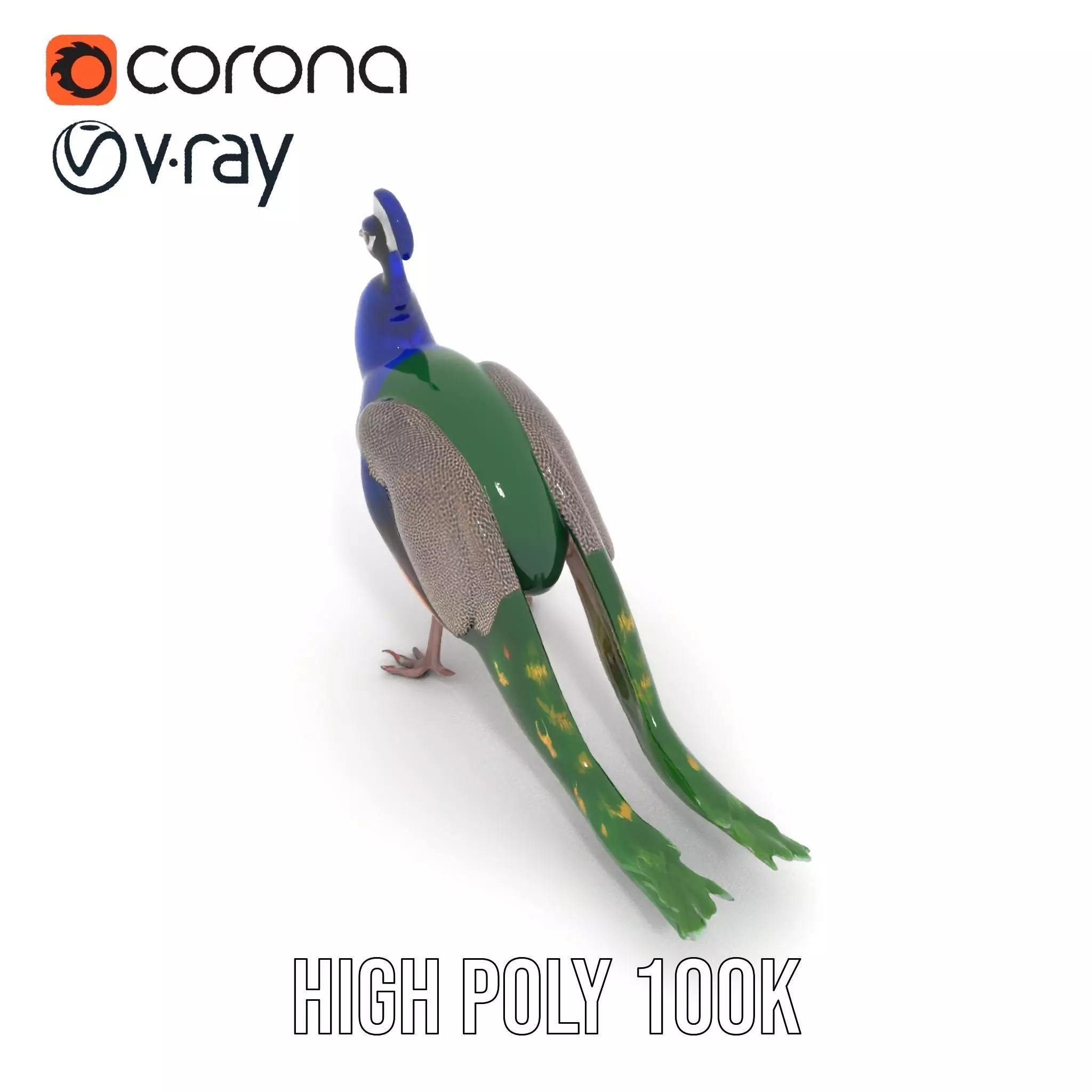 Vibrant Peacock Elegance model pack Low-poly 3D model_32