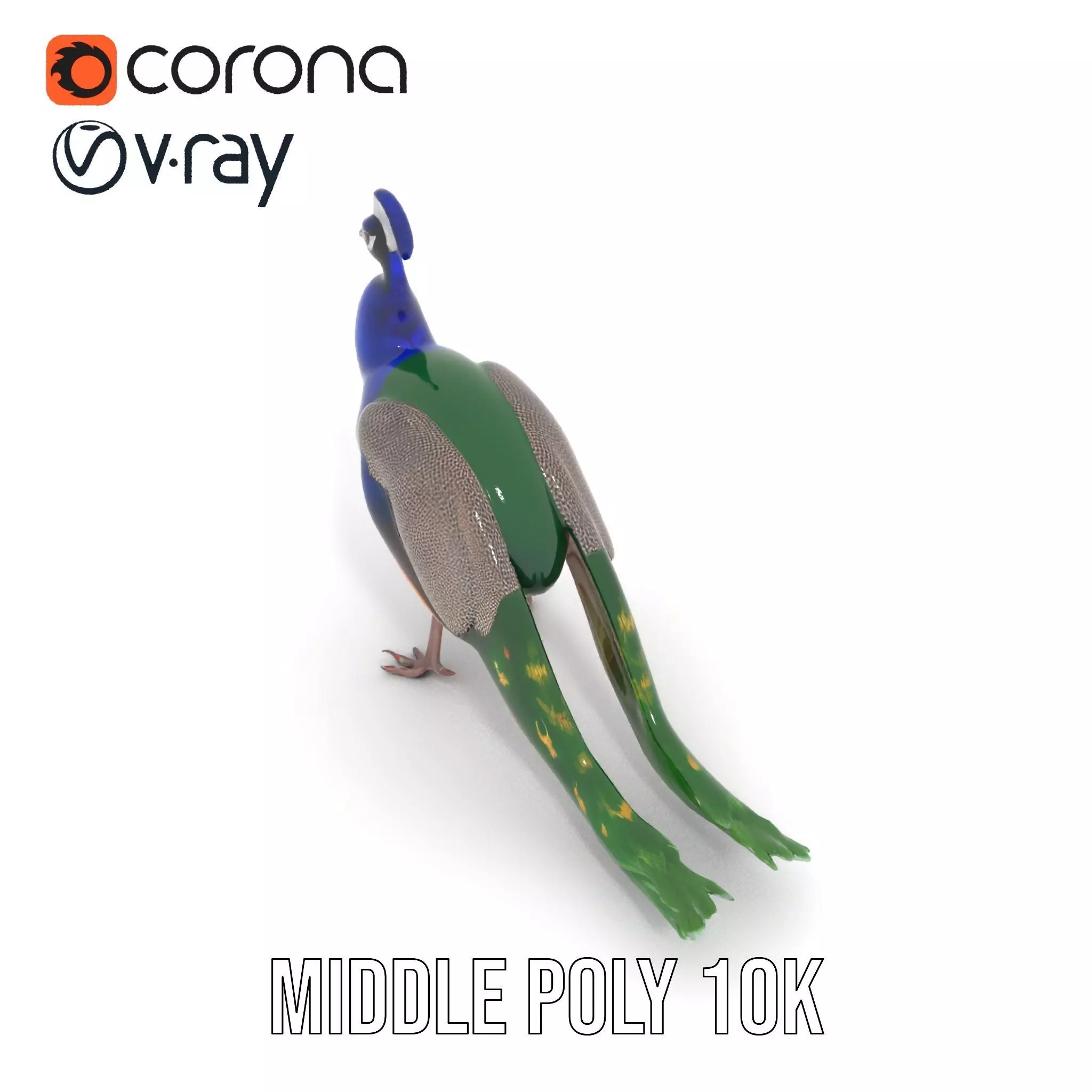 Vibrant Peacock Elegance model pack Low-poly 3D model_5
