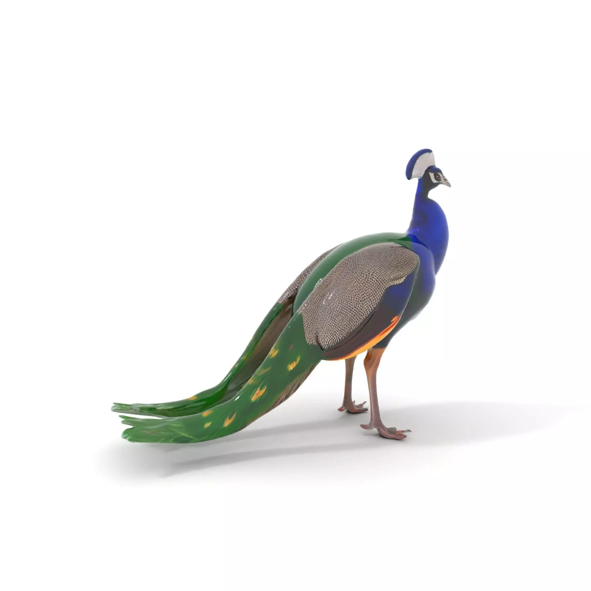 Vibrant Peacock Elegance model pack Low-poly 3D model_0