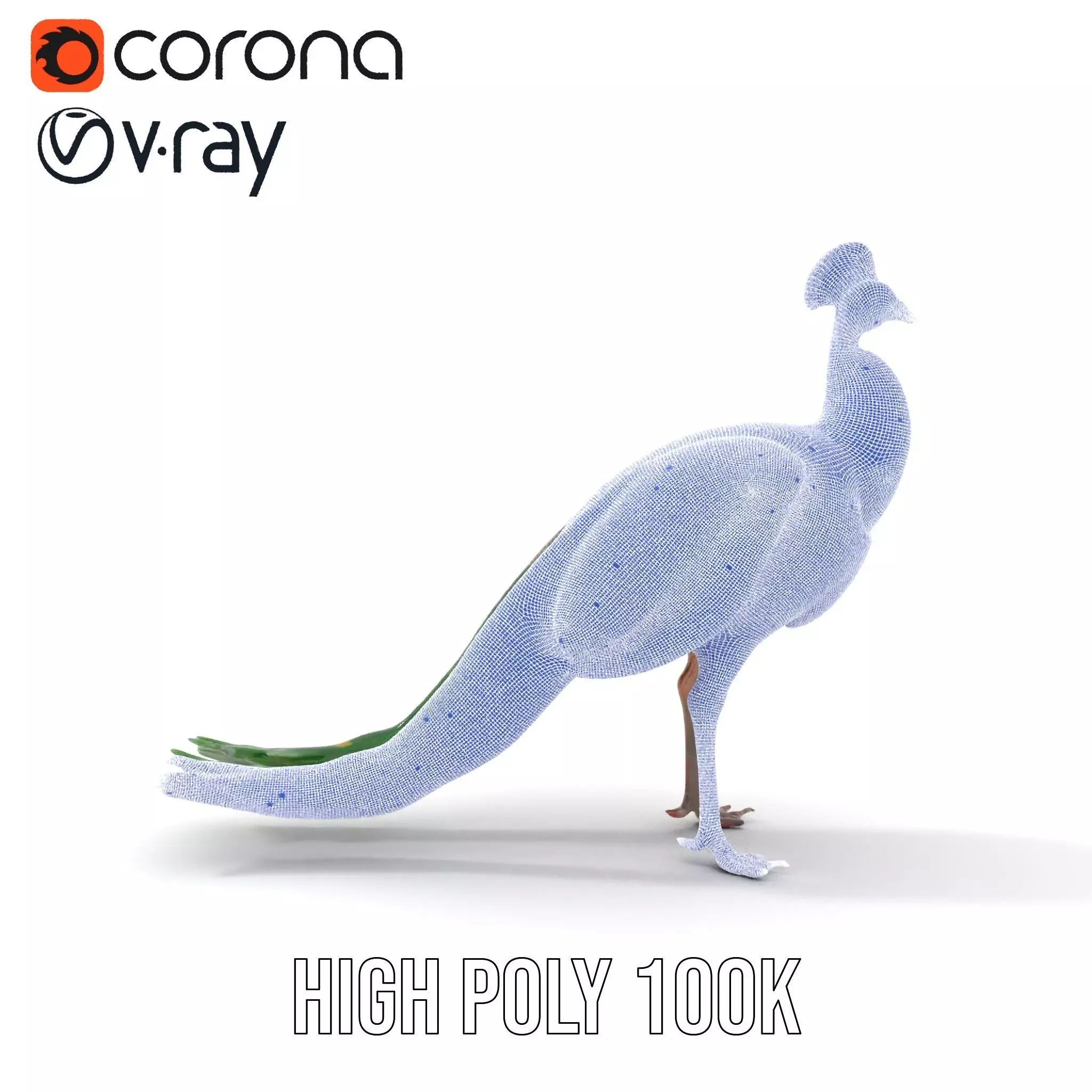Vibrant Peacock Elegance model pack Low-poly 3D model_31