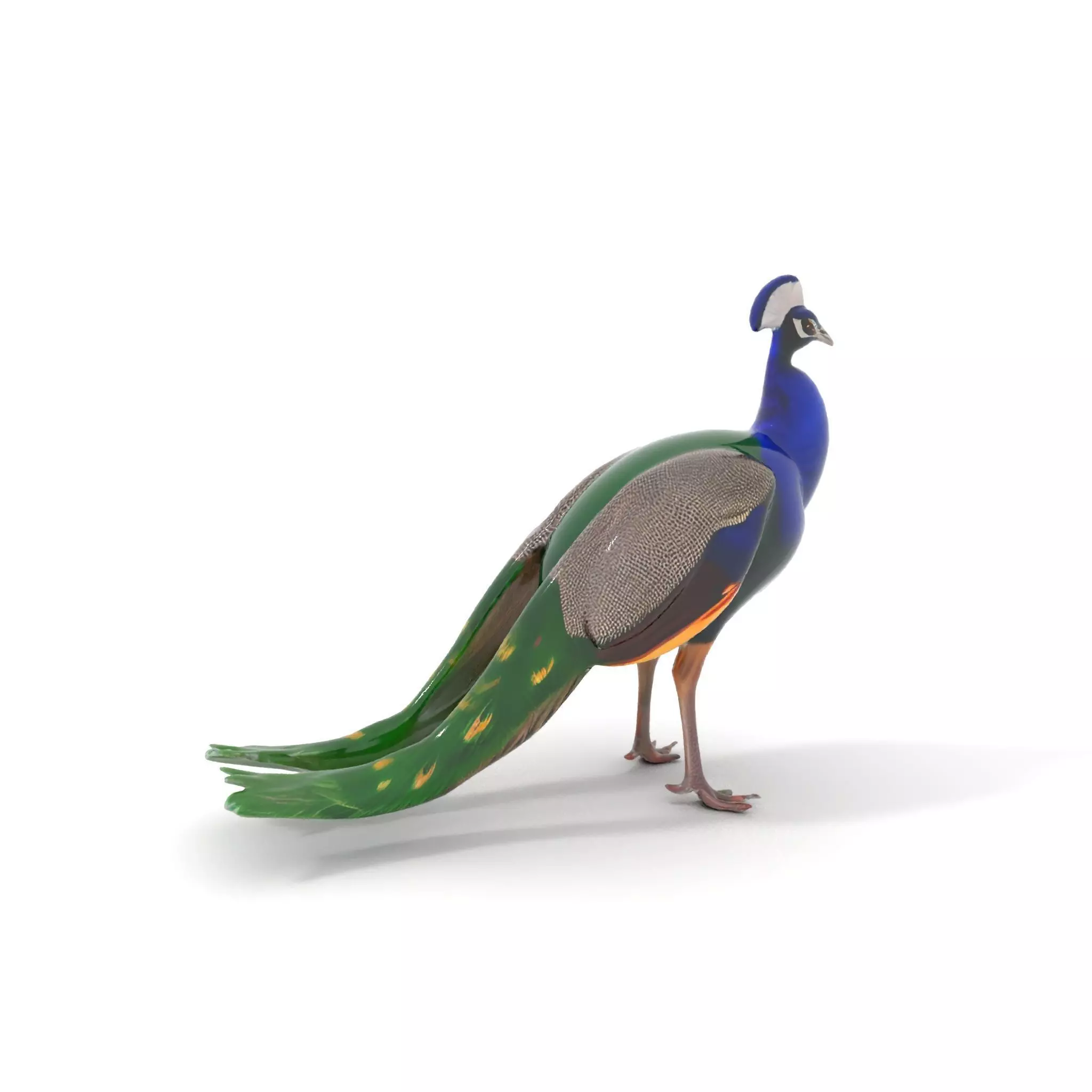 Vibrant Peacock Elegance model pack Low-poly 3D model_6