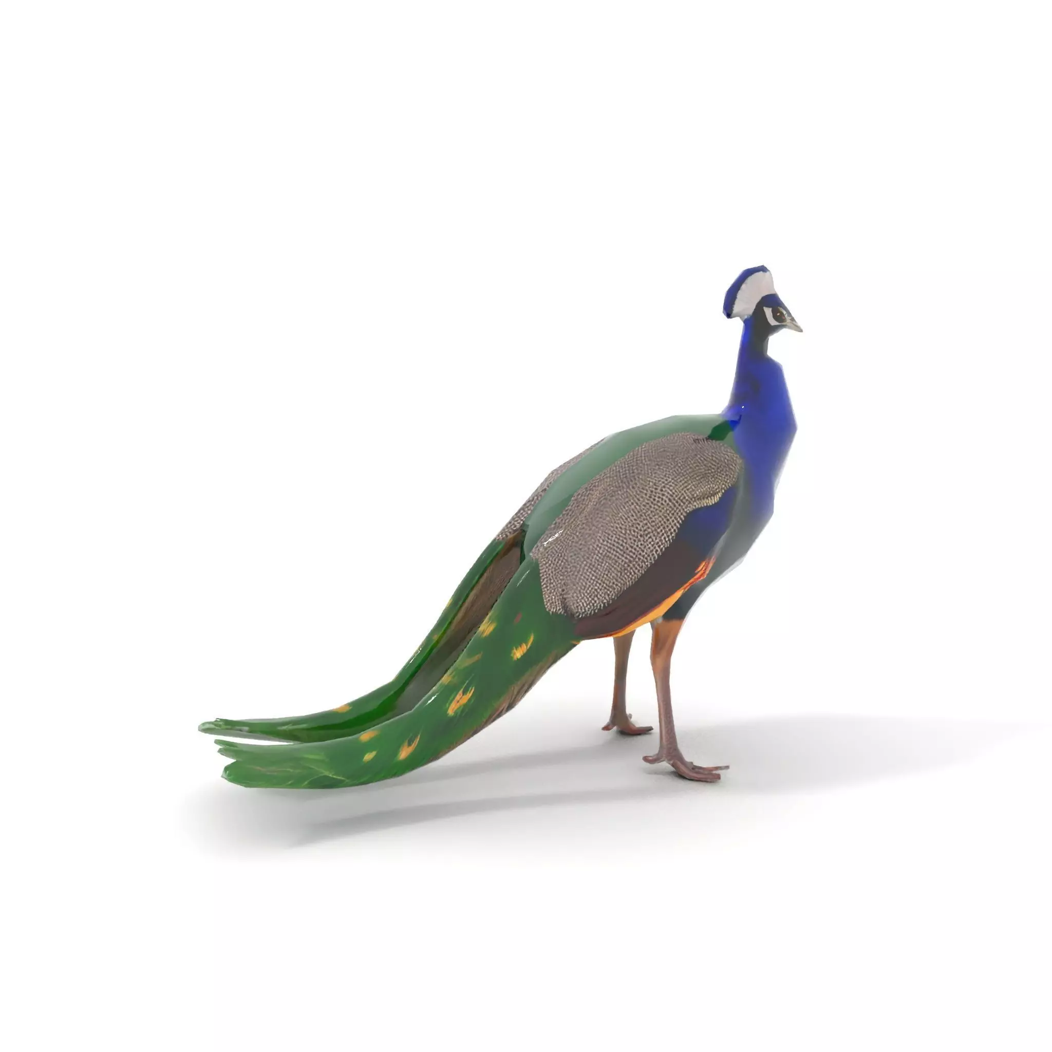 Vibrant Peacock Elegance model pack Low-poly 3D model_14