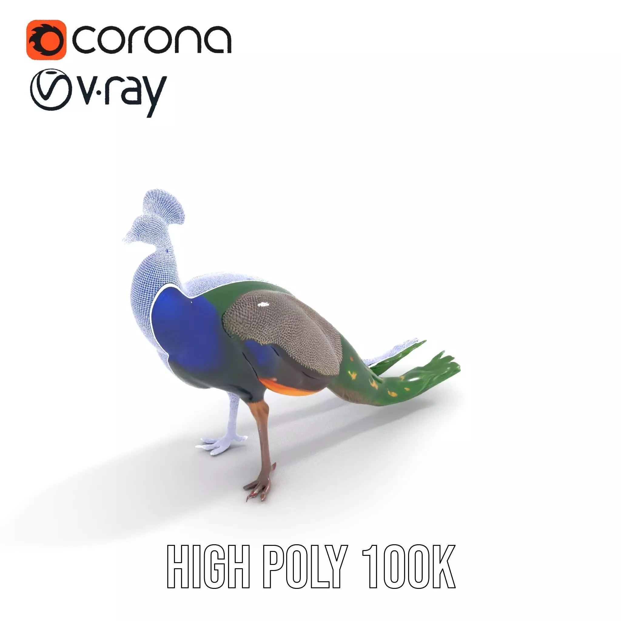 Vibrant Peacock Elegance model pack Low-poly 3D model_33