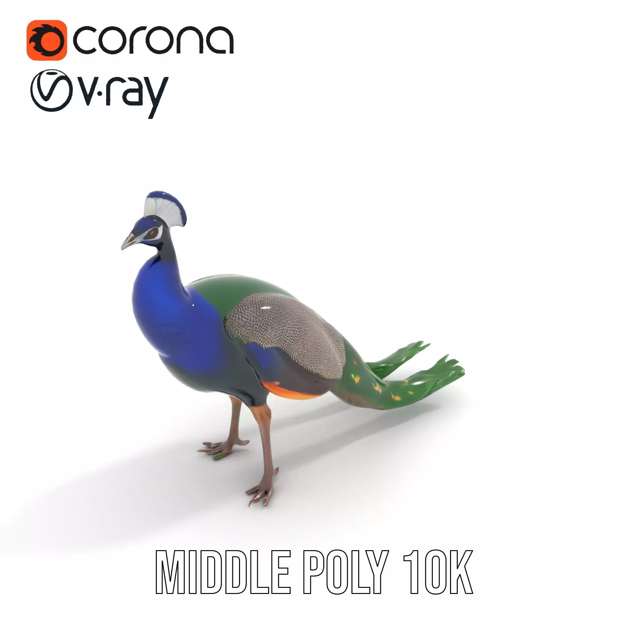 Vibrant Peacock Elegance model pack Low-poly 3D model_18