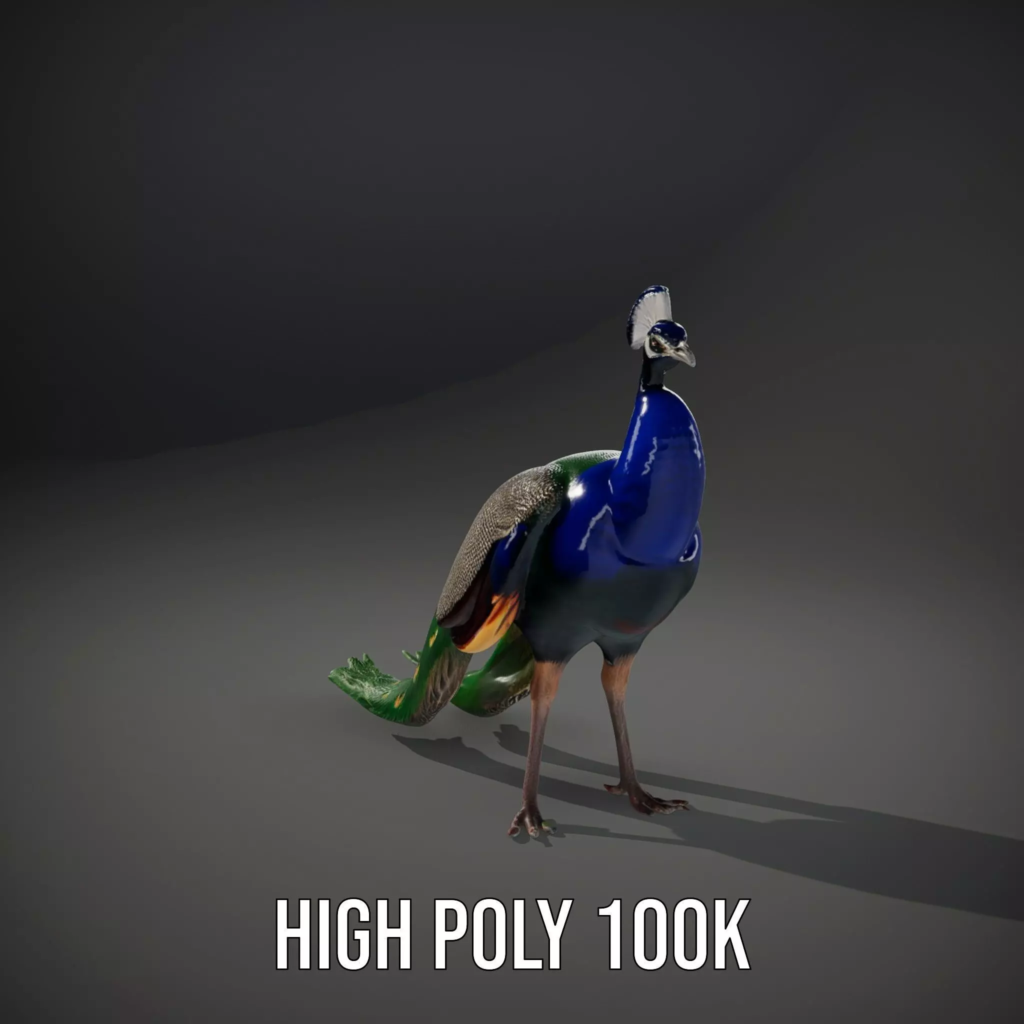 Vibrant Peacock Elegance model pack Low-poly 3D model_10