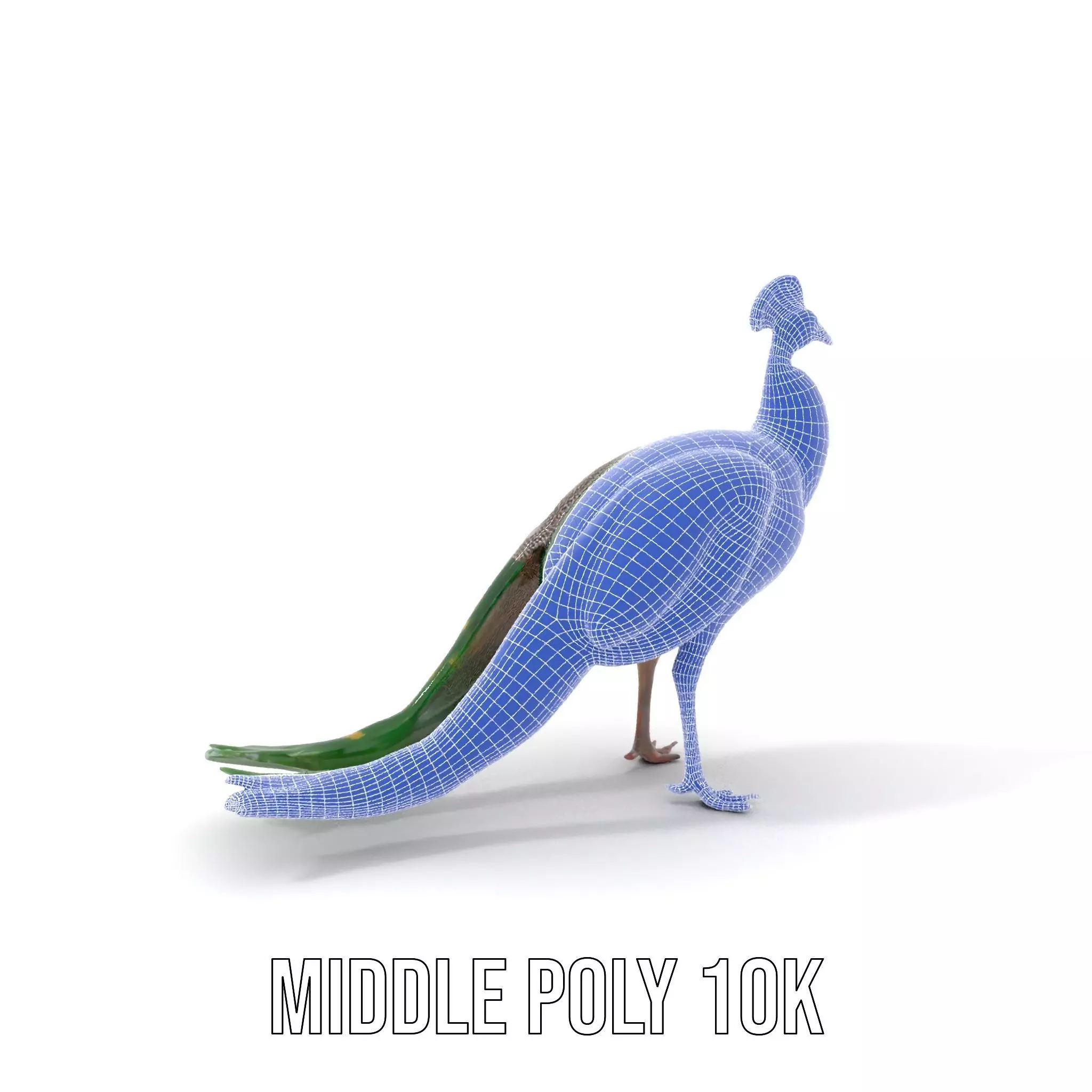 Vibrant Peacock Elegance model pack Low-poly 3D model_16