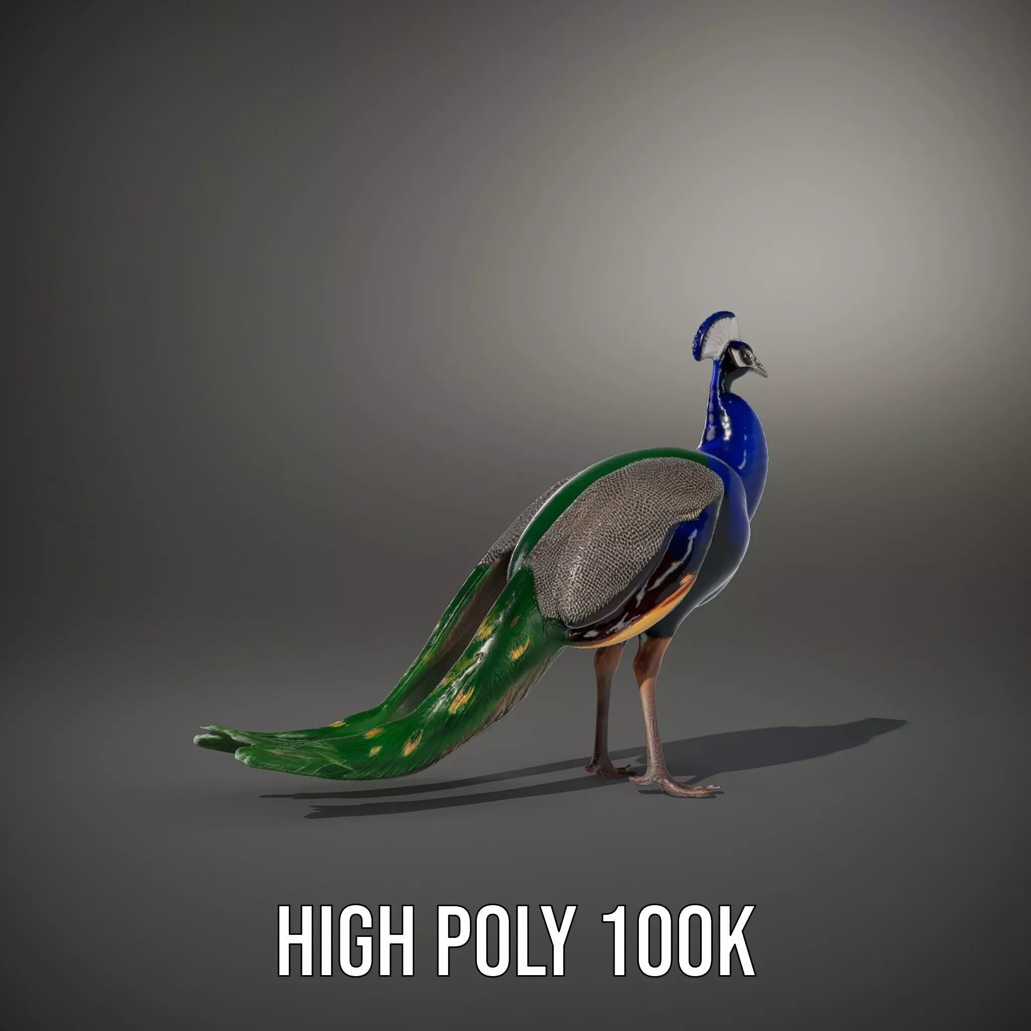 Vibrant Peacock Elegance model pack Low-poly 3D model_8