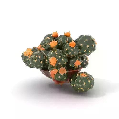 Blooming Cactus Flower model pack Low-poly 3D model