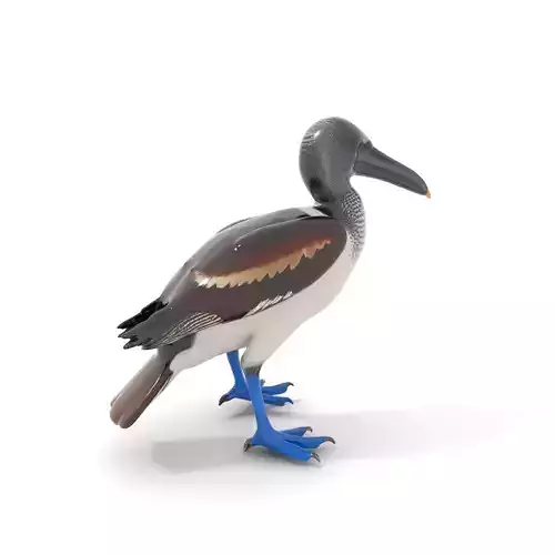 Booby Bird Colorful model pack Low-poly 3D model