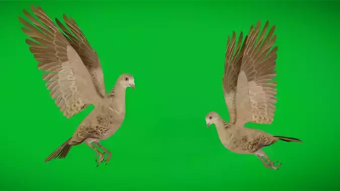 European Turtle Dove Bird Low-poly 3D model