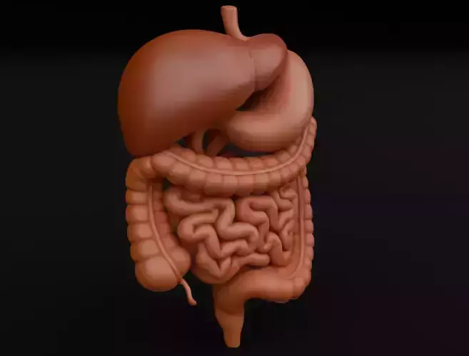 Human Digestive System 3D Model Realistic Anatomical Structure 3D model