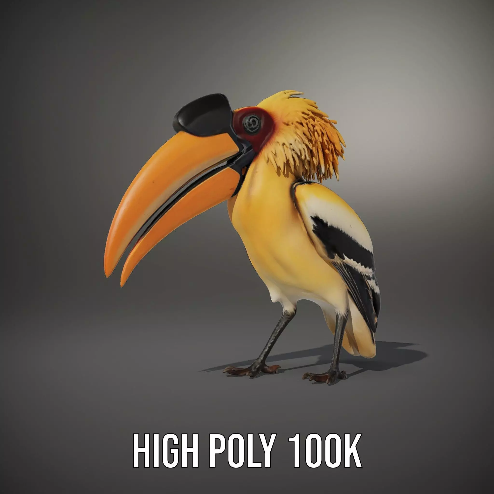 Vibrant Hornbill Bird model pack Low-poly 3D model_10