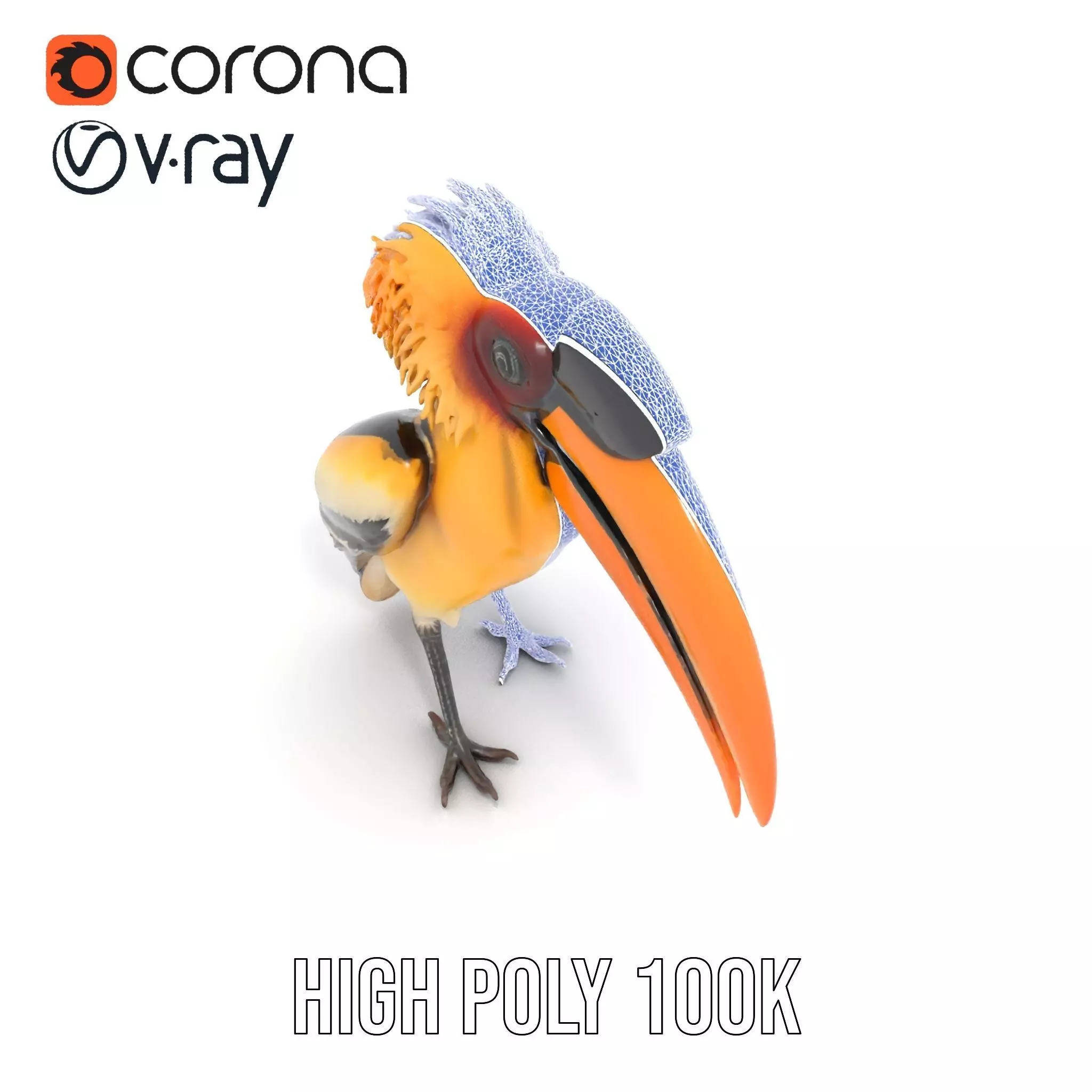 Vibrant Hornbill Bird model pack Low-poly 3D model_32