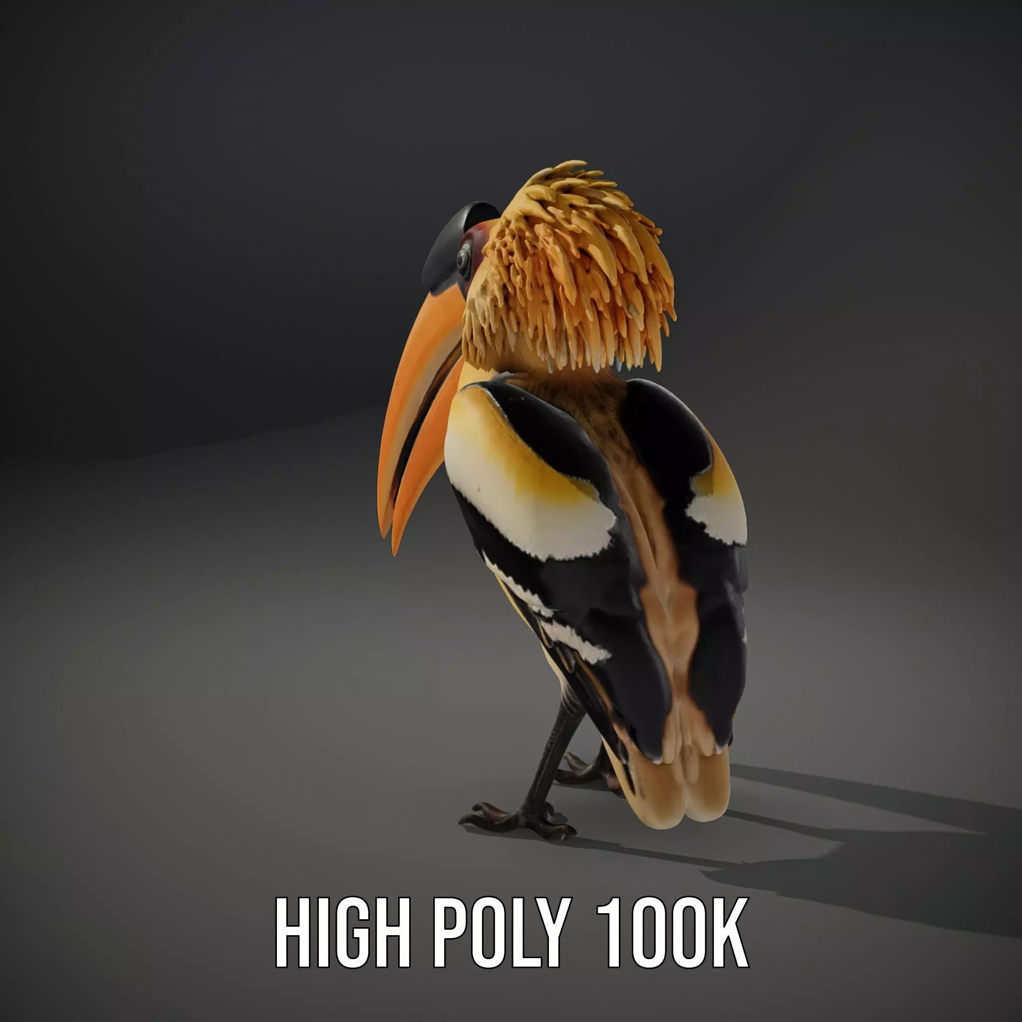 Vibrant Hornbill Bird model pack Low-poly 3D model_8