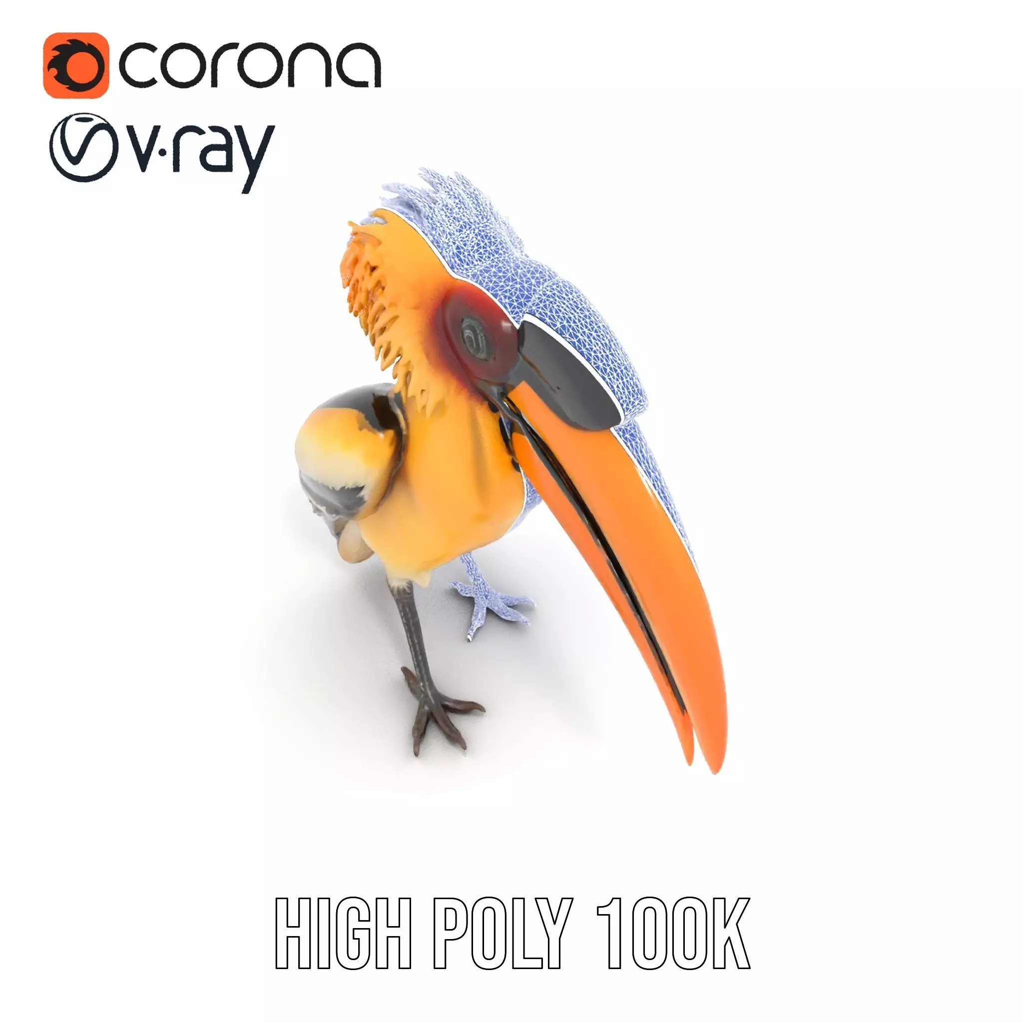 Vibrant Hornbill Bird model pack Low-poly 3D model_19