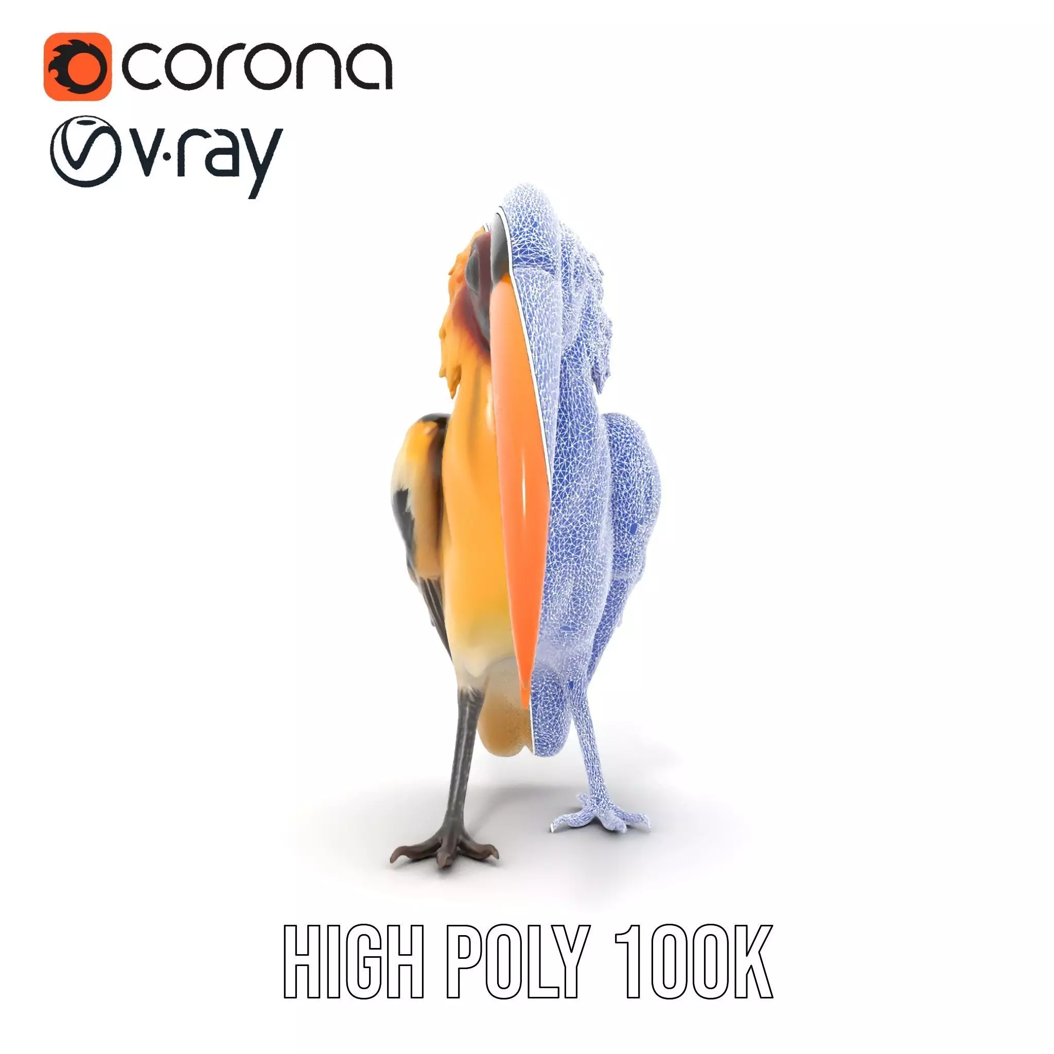 Vibrant Hornbill Bird model pack Low-poly 3D model_29