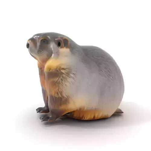 Realistic Gray Marmot model pack