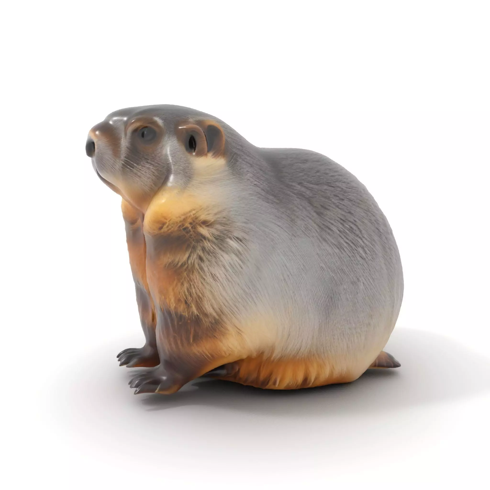 Realistic Gray Marmot model pack Low-poly 3D model_0