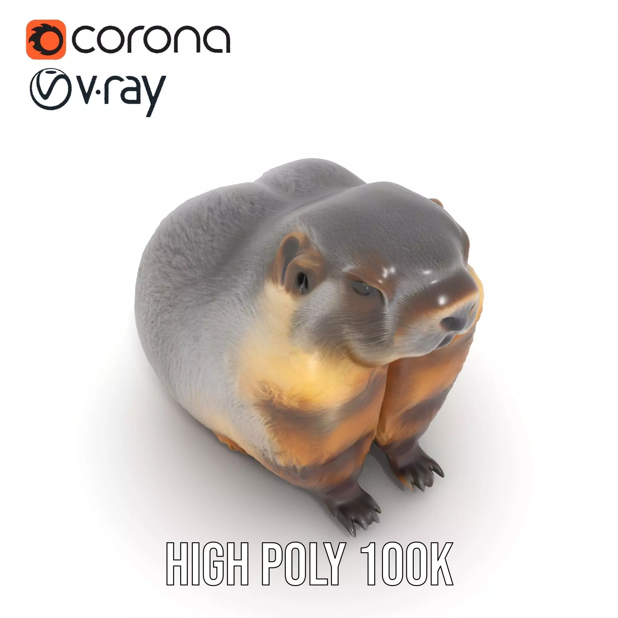 Realistic Gray Marmot model pack Low-poly 3D model_26