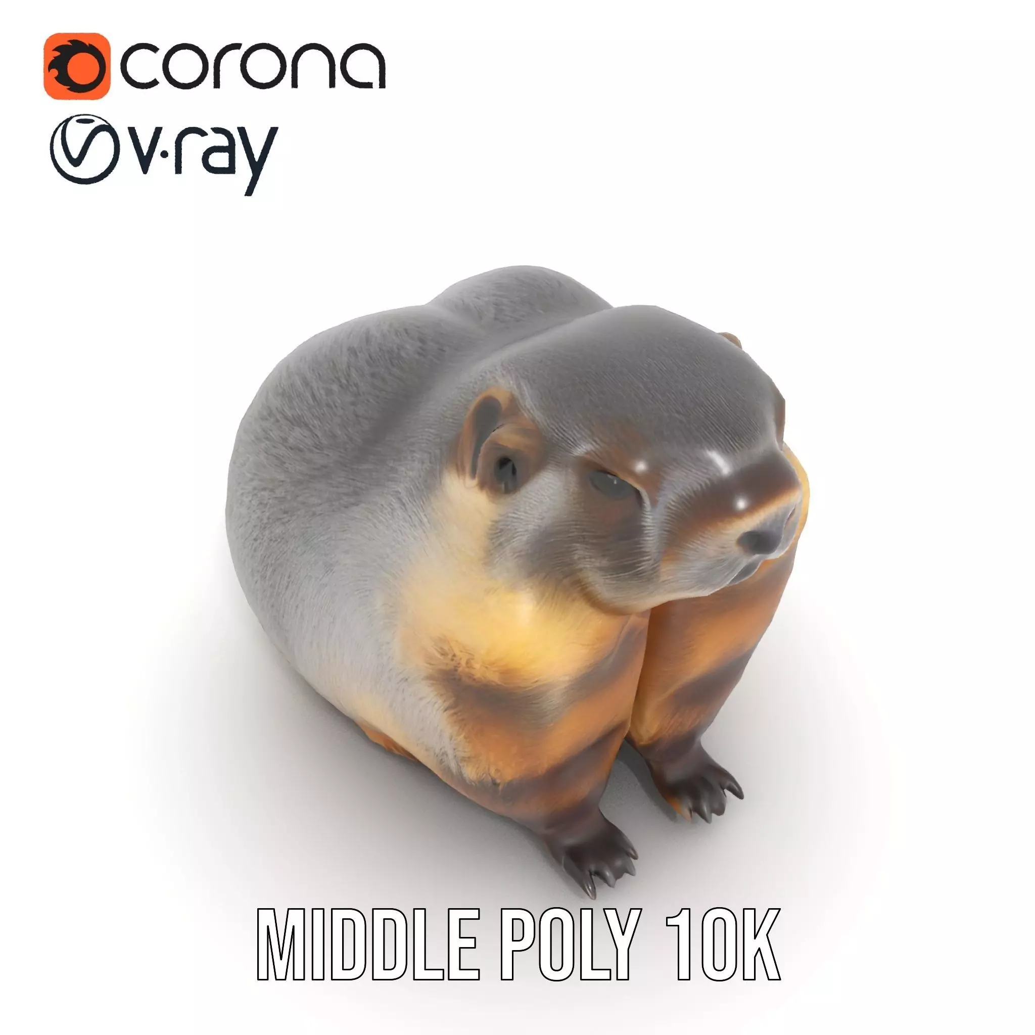 Realistic Gray Marmot model pack Low-poly 3D model_5